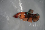 Giant Nemo Koi Galaxy  Plakat Female Betta (ID#801-F503) Free2Day SHIPPING