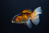 Juvenile Thai Oranda  Tricolor 4 Inch (ID#1217To12c-75) Free2Day SHIPPING