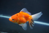 Ryukin  Calico 4.5 Inch (ID#1015Ry7a-1) Free2Day SHIPPING