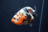 Milk Cow Ranchu  Calico 4.5 Inch (ID#408R10c-101) Free2Day SHIPPING