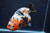 Milk Cow Ranchu  Calico 4.5 Inch (ID#408R10c-101) Free2Day SHIPPING
