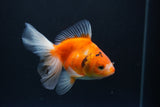 Ryukin  Calico 4.5 Inch (ID#1015Ry7a-1) Free2Day SHIPPING