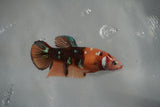 Giant Nemo Koi Galaxy  Plakat Female Betta (ID#801-F503) Free2Day SHIPPING