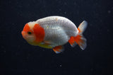 Juvenile Lionchu  Red White 3.5 Inch (ID#228R11b-24) Free2Day SHIPPING