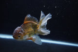 Juvenile Thai Oranda  Bronze 4 Inch (ID#1217To12c-76) Free2Day SHIPPING