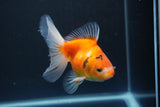 Ryukin  Calico 4.5 Inch (ID#1015Ry7a-1) Free2Day SHIPPING