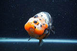 Milk Cow Ranchu  Calico 4.5 Inch (ID#408R10c-101) Free2Day SHIPPING