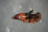 Giant Nemo Koi Galaxy  Plakat Female Betta (ID#801-F503) Free2Day SHIPPING