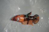 Giant Nemo Koi Galaxy  Plakat Female Betta (ID#801-F503) Free2Day SHIPPING