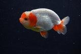 Juvenile Lionchu  Red White 3.5 Inch (ID#228R11b-24) Free2Day SHIPPING