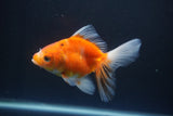 Ryukin  Calico 4.5 Inch (ID#1015Ry7a-1) Free2Day SHIPPING