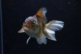 Juvenile Thai Oranda  Bronze 4 Inch (ID#1217To12c-76) Free2Day SHIPPING