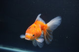 Ryukin  Calico 4.5 Inch (ID#1015Ry7a-1) Free2Day SHIPPING