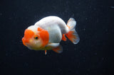 Juvenile Lionchu  Red White 3.5 Inch (ID#228R11b-24) Free2Day SHIPPING