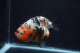 Milk Cow Ranchu  Calico 4.5 Inch (ID#408R10c-101) Free2Day SHIPPING