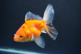 Ryukin  Calico 4.5 Inch (ID#1015Ry7a-1) Free2Day SHIPPING