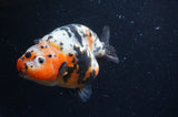 Milk Cow Ranchu  Calico 4.5 Inch (ID#408R10c-101) Free2Day SHIPPING