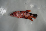 Giant Nemo Koi Galaxy  Plakat Female Betta (ID#801-F504) Free2Day SHIPPING