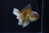 Juvenile Thai Oranda  Bronze 4 Inch (ID#1217To12c-76) Free2Day SHIPPING