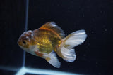 Juvenile Thai Oranda  Bronze 4 Inch (ID#1217To12c-76) Free2Day SHIPPING