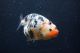 Milk Cow Ranchu  Calico 4.5 Inch (ID#408R10c-101) Free2Day SHIPPING