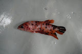 Giant Nemo Koi Galaxy  Plakat Female Betta (ID#801-F504) Free2Day SHIPPING