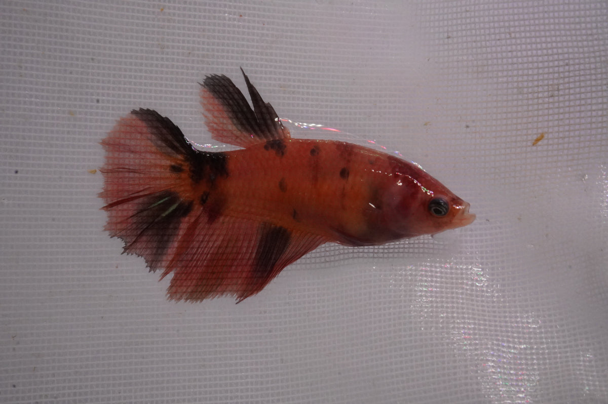 Betta Koi — King Koi and Goldfish
