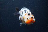Milk Cow Ranchu  Calico 4.5 Inch (ID#408R10c-101) Free2Day SHIPPING