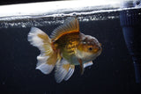 Juvenile Thai Oranda  Bronze 4 Inch (ID#1217To12c-76) Free2Day SHIPPING