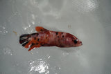 Giant Nemo Koi Galaxy  Plakat Female Betta (ID#801-F504) Free2Day SHIPPING