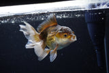 Juvenile Thai Oranda  Bronze 4 Inch (ID#1217To12c-76) Free2Day SHIPPING