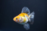 Ryukin  Calico 3.5 Inch (ID#1015Ry7a-2) Free2Day SHIPPING