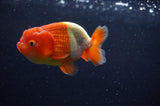 Juvenile Lionchu  Red White 3 Inch (ID#228R11b-25) Free2Day SHIPPING