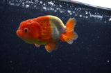 Juvenile Lionchu  Red White 3 Inch (ID#228R11b-25) Free2Day SHIPPING