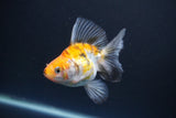 Ryukin  Calico 3.5 Inch (ID#1015Ry7a-2) Free2Day SHIPPING