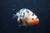 Milk Cow Ranchu  Calico 4.5 Inch (ID#408R10c-101) Free2Day SHIPPING