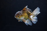 Juvenile Thai Oranda  Bronze 4 Inch (ID#1217To12c-76) Free2Day SHIPPING