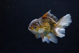 Juvenile Thai Oranda  Bronze 4 Inch (ID#1217To12c-76) Free2Day SHIPPING