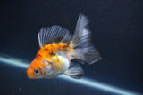 Ryukin  Calico 3.5 Inch (ID#1015Ry7a-2) Free2Day SHIPPING