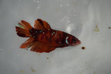 Giant Nemo Koi Galaxy  Plakat Female Betta (ID#801-F505) Free2Day SHIPPING