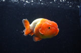 Juvenile Lionchu  Red White 3 Inch (ID#228R11b-25) Free2Day SHIPPING