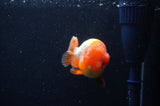 Juvenile Lionchu  Red White 3 Inch (ID#228R11b-25) Free2Day SHIPPING
