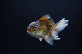 Juvenile Thai Oranda  Bronze 4 Inch (ID#1217To12c-76) Free2Day SHIPPING