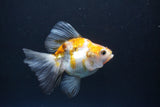 Ryukin  Calico 3.5 Inch (ID#1015Ry7a-2) Free2Day SHIPPING