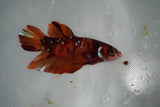 Giant Nemo Koi Galaxy  Plakat Female Betta (ID#801-F505) Free2Day SHIPPING