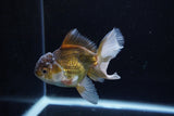 Juvenile Thai Oranda  Bronze 4 Inch (ID#1217To12c-76) Free2Day SHIPPING