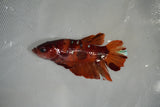 Giant Nemo Koi Galaxy  Plakat Female Betta (ID#801-F505) Free2Day SHIPPING