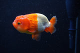 Juvenile Lionchu  Red White 3 Inch (ID#228R11b-25) Free2Day SHIPPING