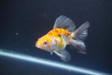 Ryukin  Calico 3.5 Inch (ID#1015Ry7a-2) Free2Day SHIPPING