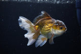 Juvenile Thai Oranda  Bronze 4 Inch (ID#1217To12c-76) Free2Day SHIPPING